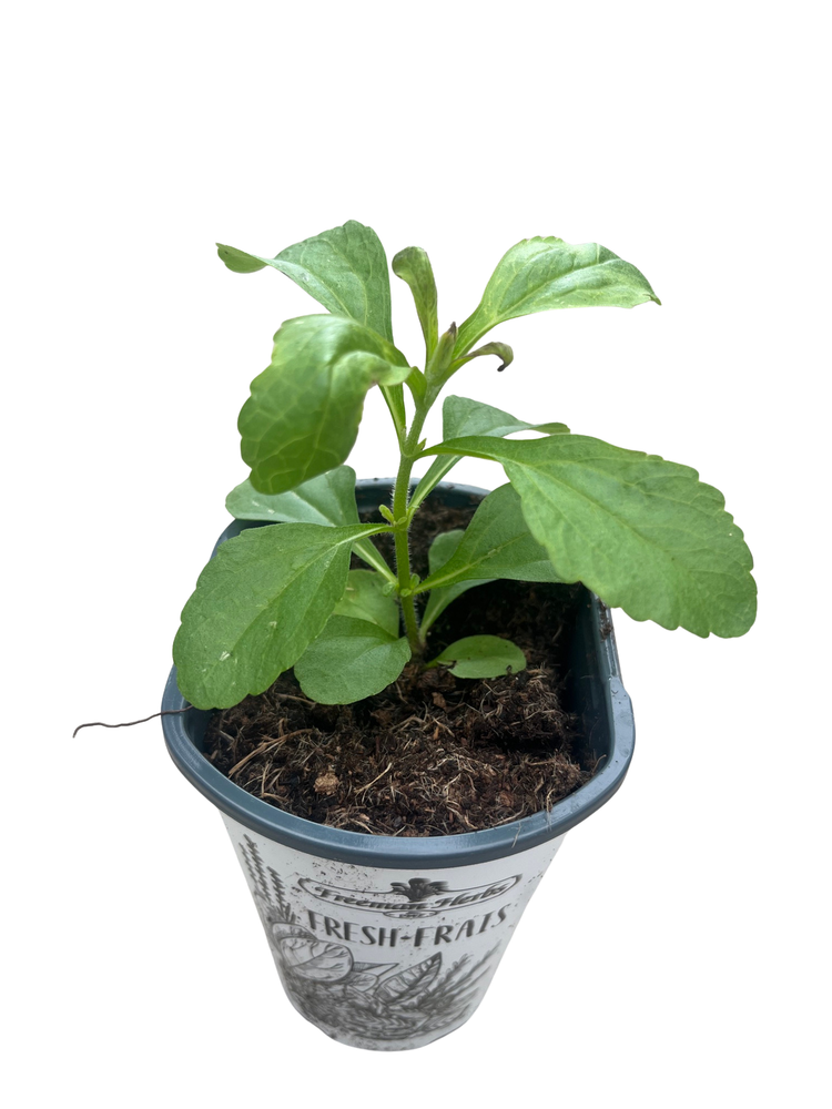 Amazing Sugar Plant - Sweetleaf - No Calories - Stevia - 4" Pot