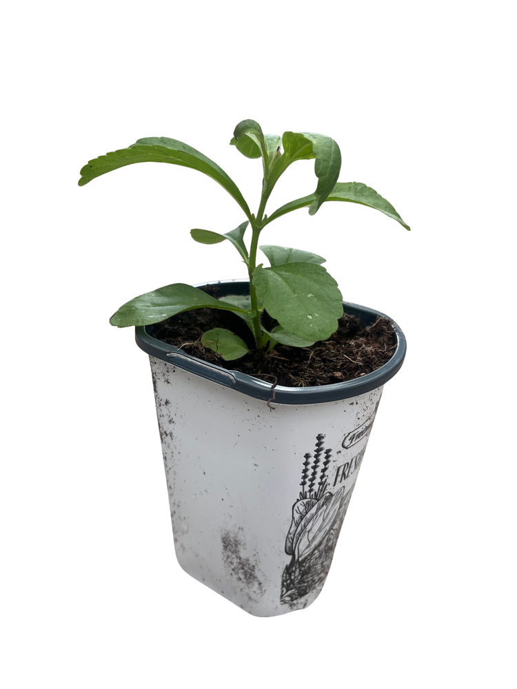 Amazing Sugar Plant - Sweetleaf - No Calories - Stevia - 4" Pot