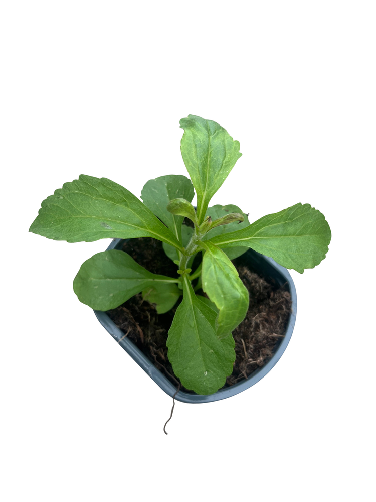 Amazing Sugar Plant - Sweetleaf - No Calories - Stevia - 4" Pot