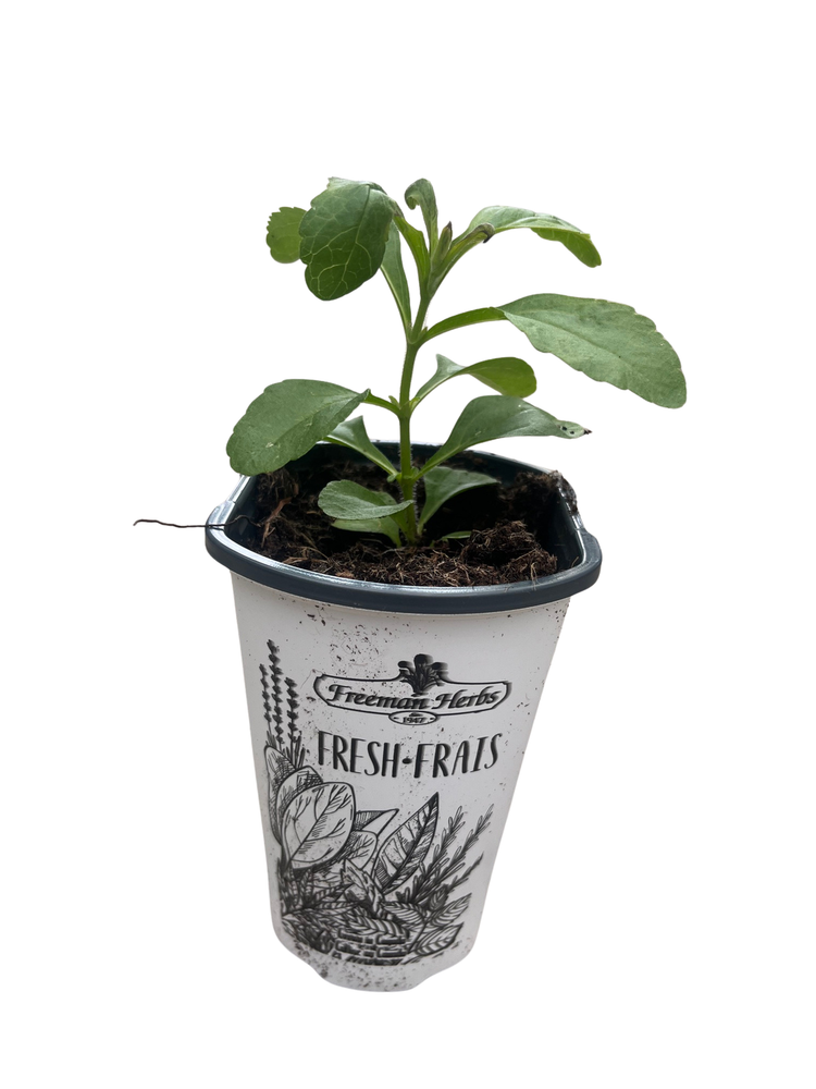 Amazing Sugar Plant - Sweetleaf - No Calories - Stevia - 4" Pot