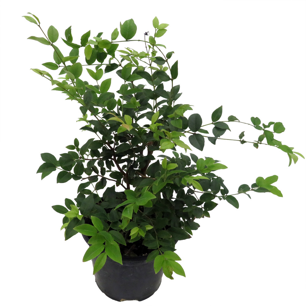 Jabuticaba Fruit Tree Plant - 6" Pot - Myrciaria -Tree That Fruits On It's Trunk