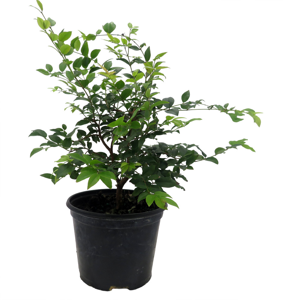 Jabuticaba Fruit Tree Plant - 6" Pot - Myrciaria -Tree That Fruits On It's Trunk