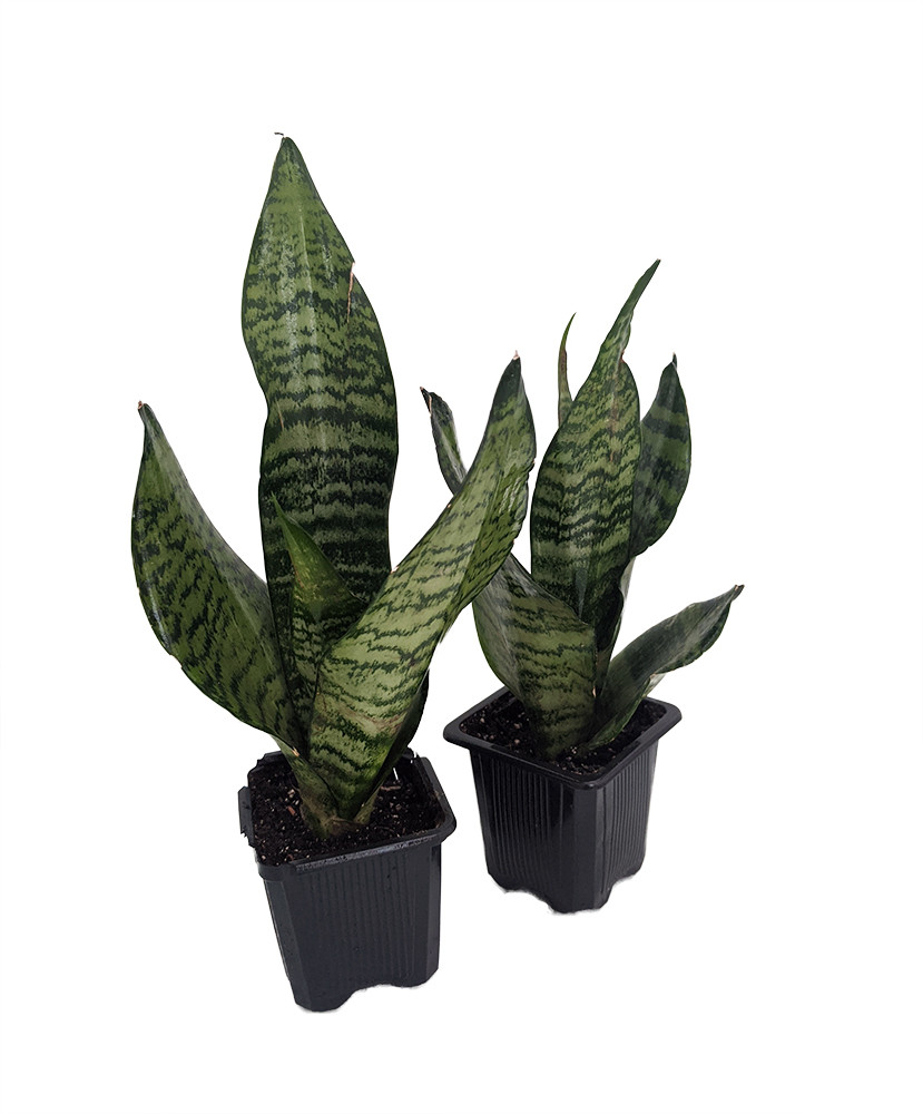 Zeylanica Snake Plant - Sanseveria - 2 Plants - 3" Pots