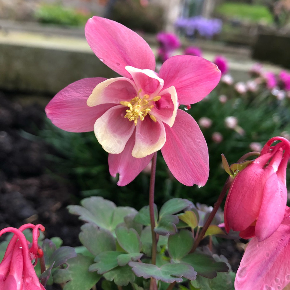 Cameo Pink & White Columbine - Aquilegia - Quart Pot