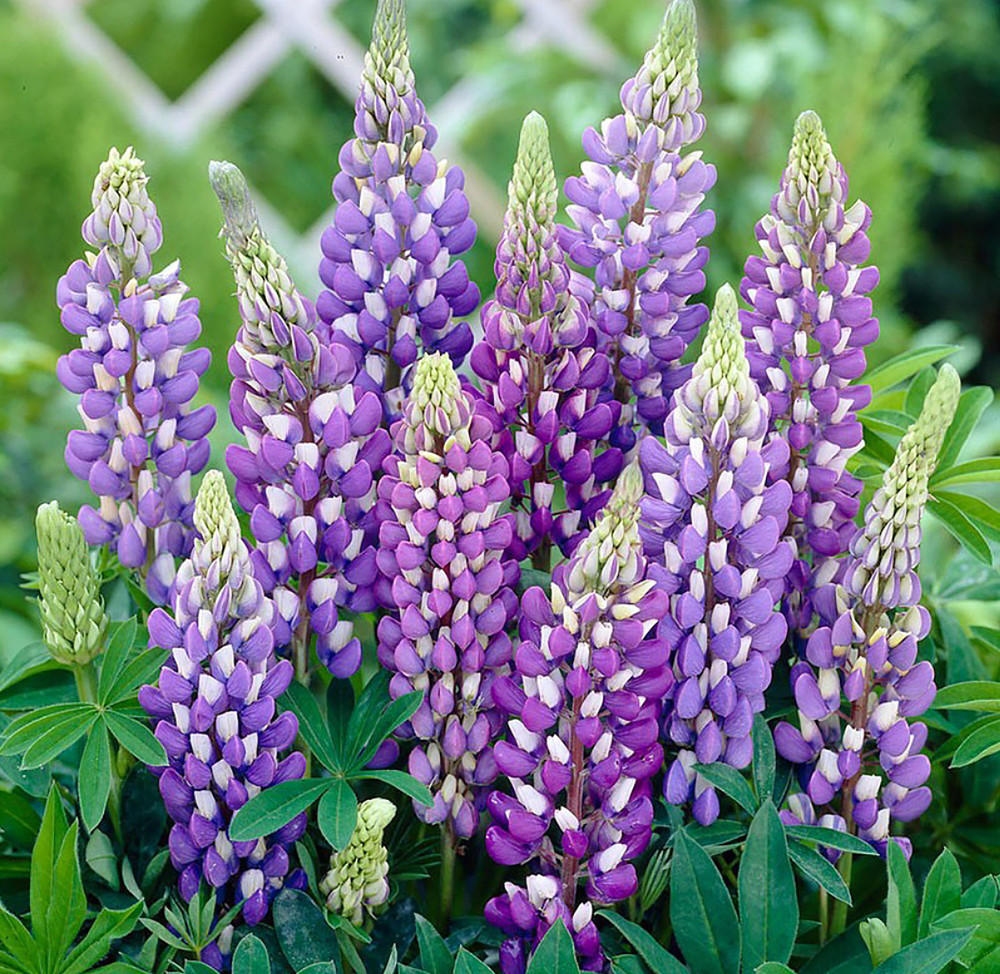 Gallery Blue Lupine Perennial - Lupinus - 2.5" Pot