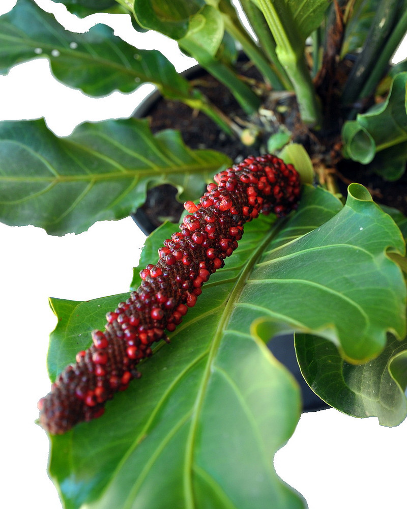 Bird's Nest Anthurium superbum - Blooming House Plant - 6" Pot