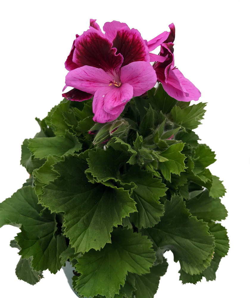 Martha Washington Regal Geranium - Pelargonium - 6" Pot - Grow Indoors or Out