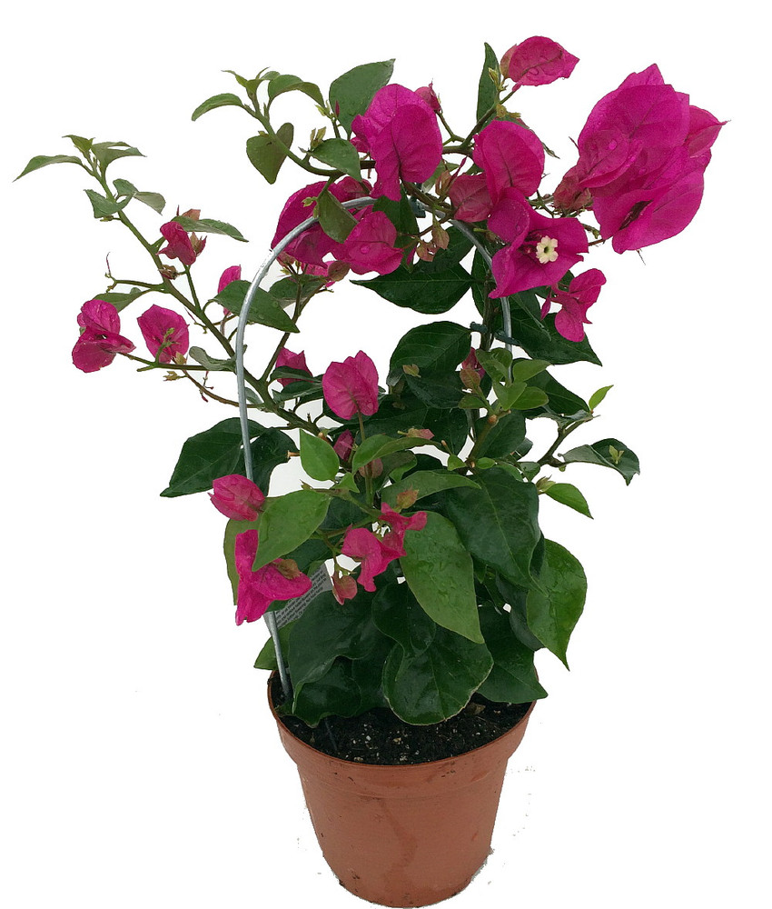 Vera Purple Bougainvillea Plant - Indoors or Out - 5" Pot with Trellis