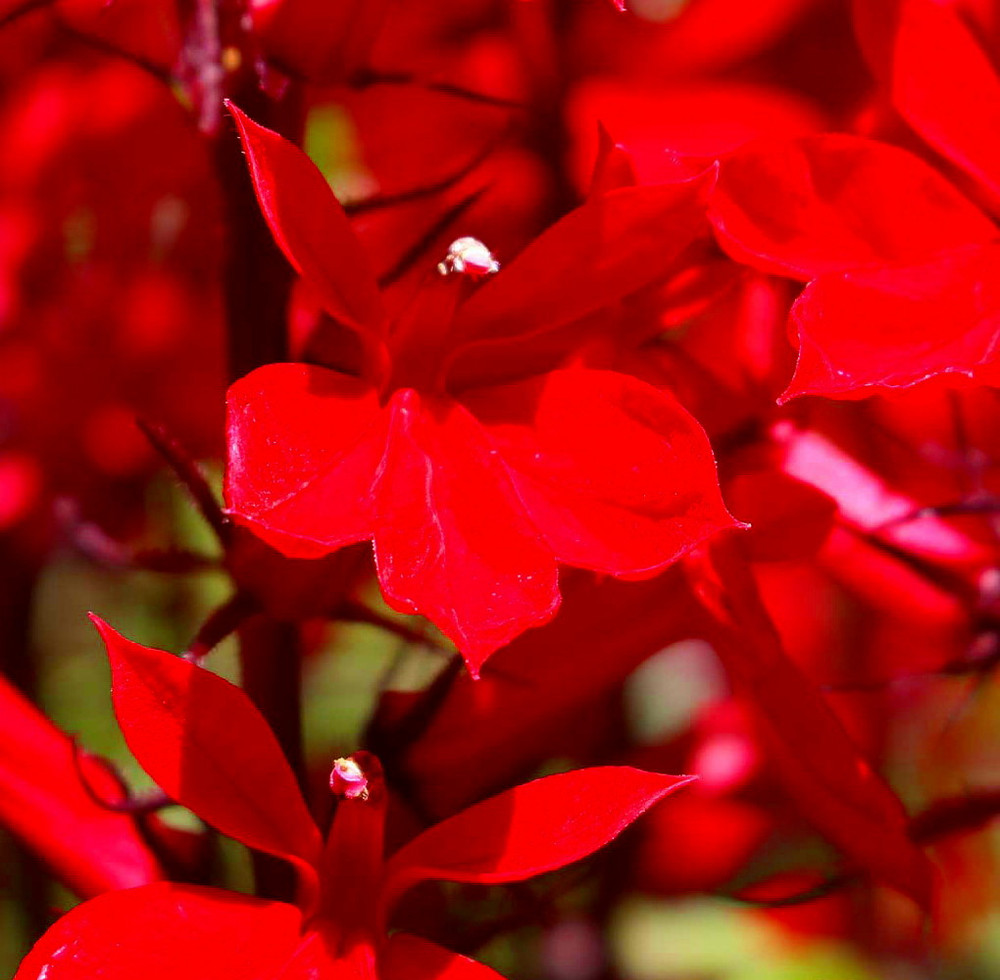 Vulcan Red Cardinal Perennial Live Plant - Lobelia - Very Hardy - Quart Pot