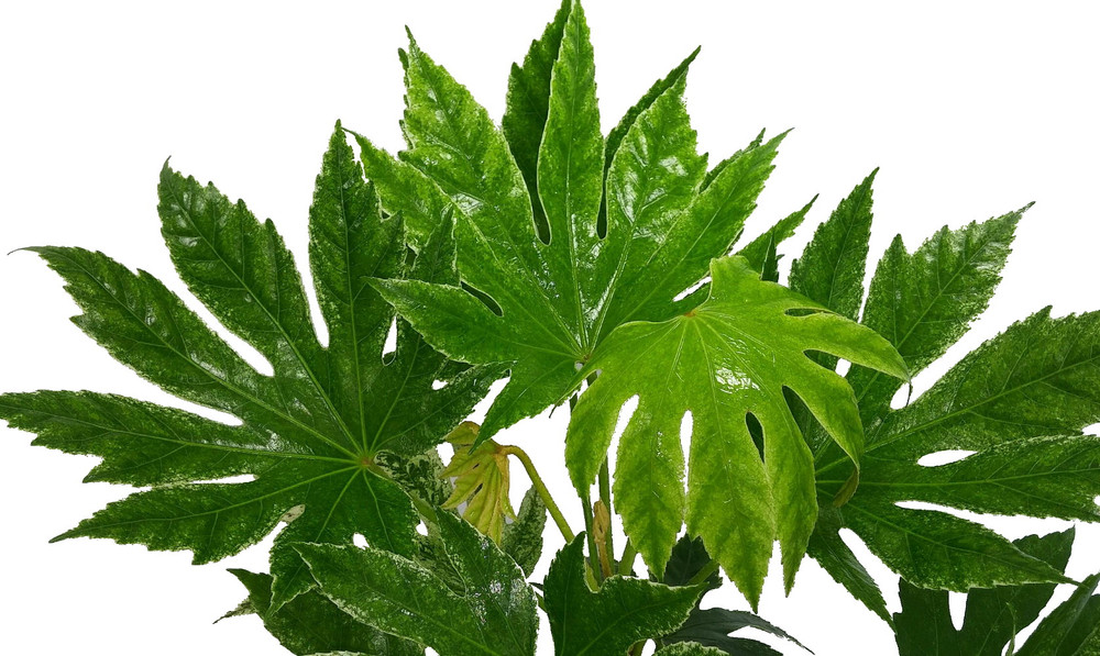 Variegated Fatsia japonica 'Variegata' - Japanese Aralia - Indoor - 6" Pot