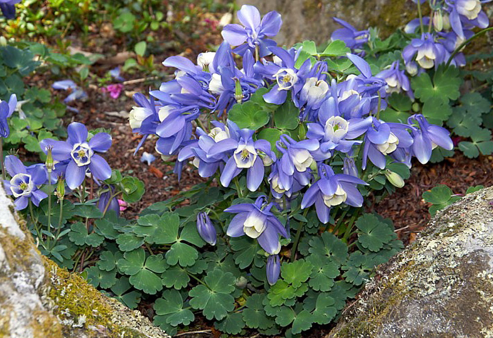 Cameo Blue & White Columbine - Aquilegia - Quart Pot