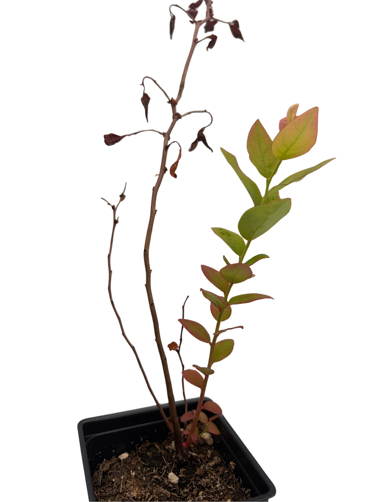 Duke Blueberry Plant - Early Ripening - 2.5" Pot - No Shipping to Washington State or Oregon