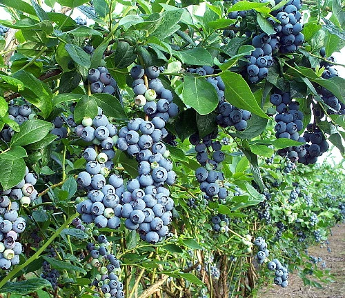 Duke Blueberry Plant - Early Ripening - 2.5" Pot - No Shipping to Washington State or Oregon