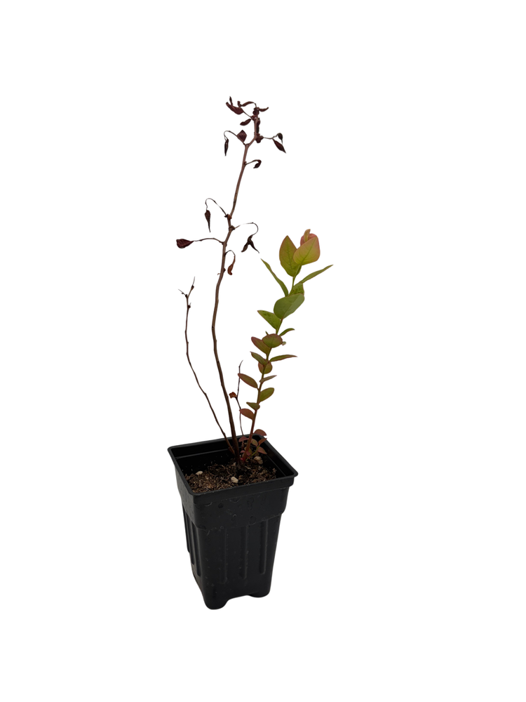 Duke Blueberry Plant - Early Ripening - 2.5" Pot - No Shipping to Washington State or Oregon