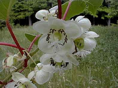 2 Hardy Kiwi Plants - Actinidia - Geneva and Meader - 2.5" Pot
