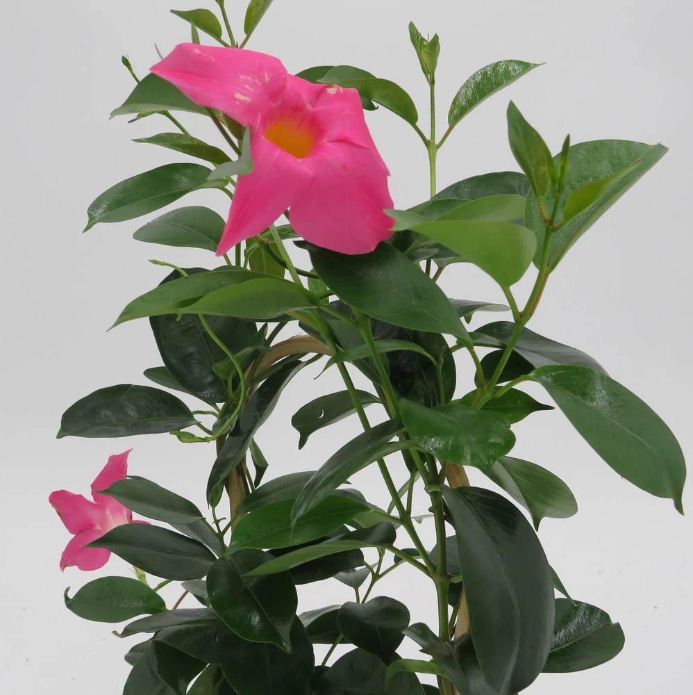 Pink Brazilian Jasmine Plant on Trellis - Mandevilla - 5" Pot/Trellis