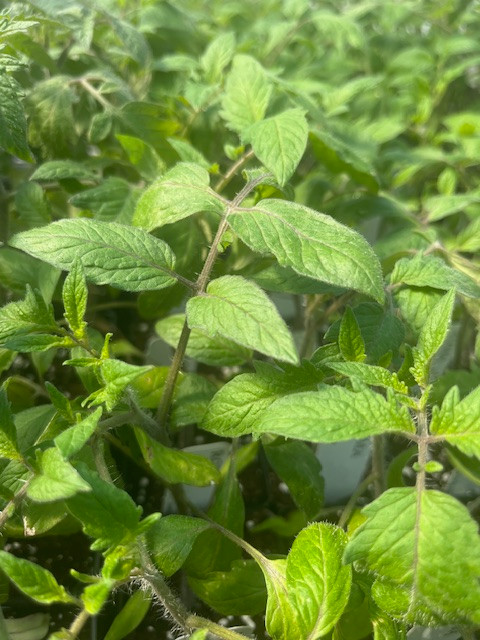 Roma Tomato Plant - 4" Pot - Excellent Flavor