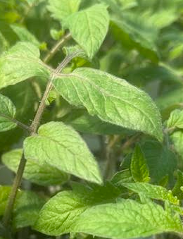 Roma Tomato Plant - 4" Pot - Excellent Flavor