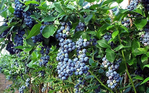 Toro Blueberry Plant - Huge Berries - Early - Self Fertile - 2.5" Pot - No Shipping to Washington State or Oregon