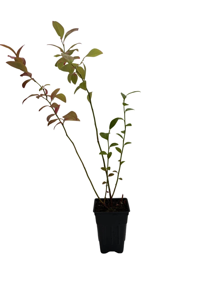 Toro Blueberry Plant - Huge Berries - Early - Self Fertile - 2.5" Pot - No Shipping to Washington State or Oregon