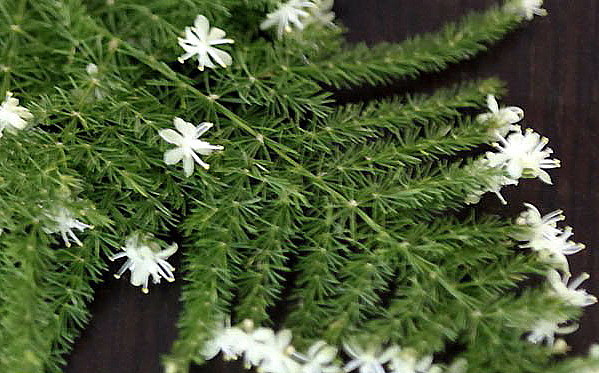 Fern Leaf Plumosus Asparagus Fern - 6" Pot