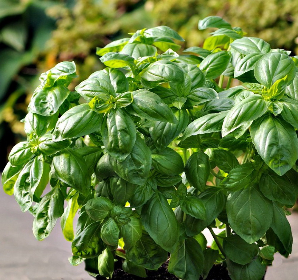 Dolce Fresca Sweet Basil Herb - Strong Scent/Flavor - Vigorous Plant - 4" Pot