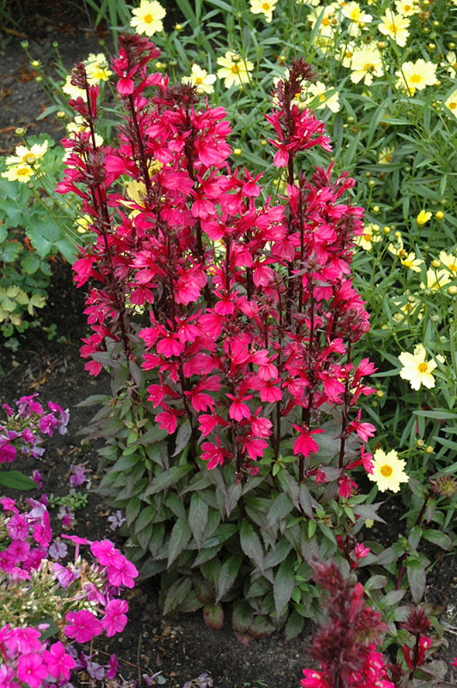 Starship Deep Rose Cardinal Perennial Plants - Lobelia - Quart Pot