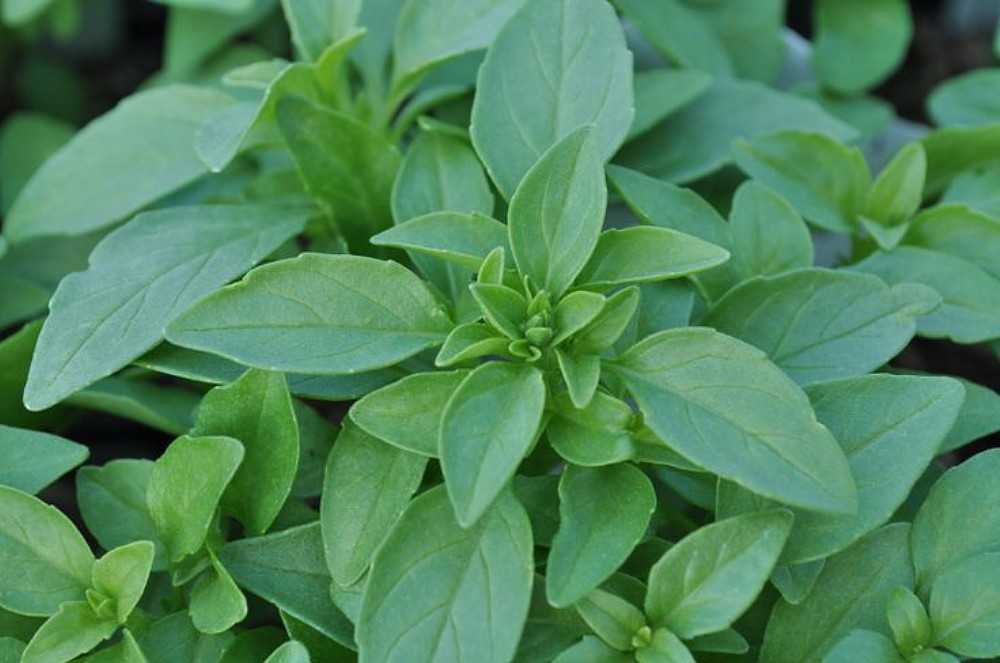 Green Bouquet Sweet Basil Herb - Strong Scent/Flavor - Compact - 3" Pot