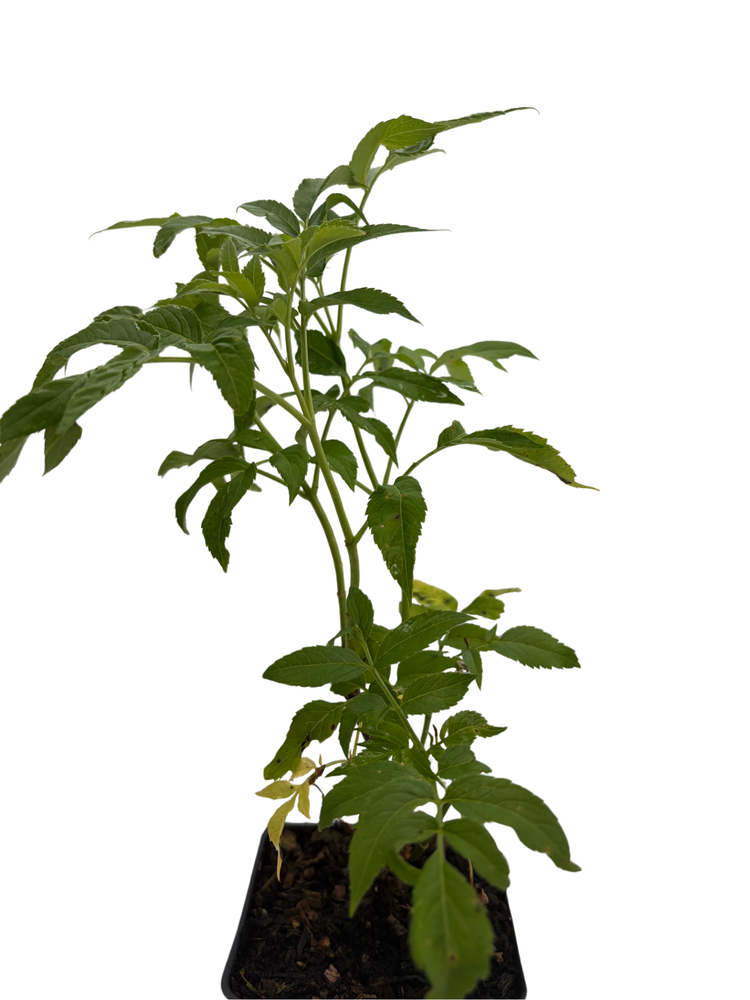 Ranch Elderberry Perennial Shrub - Sambucus - 3.25" Pot
