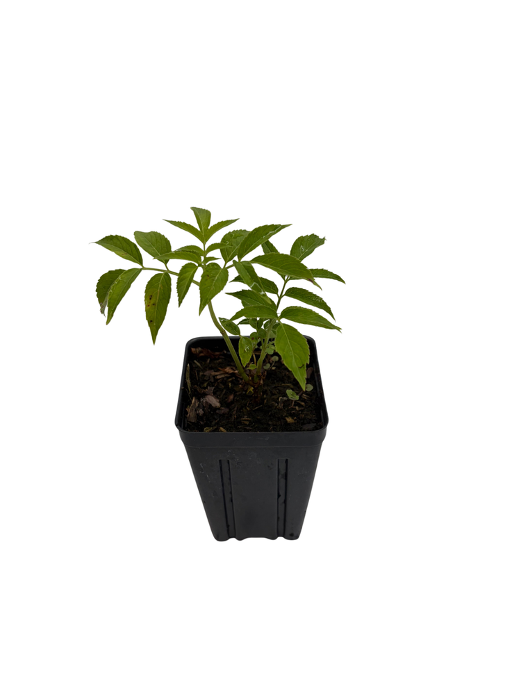 Bob Gordon Elderberry Perennial Shrub - Sambucus - 3.25" Pot