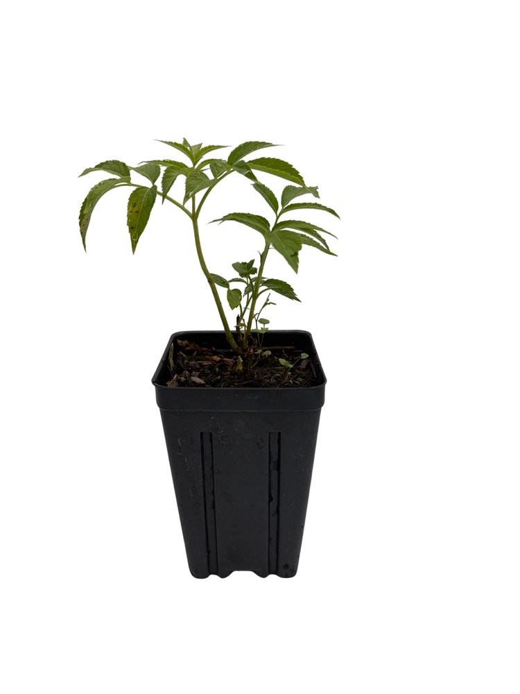 Bob Gordon Elderberry Perennial Shrub - Sambucus - 3.25" Pot