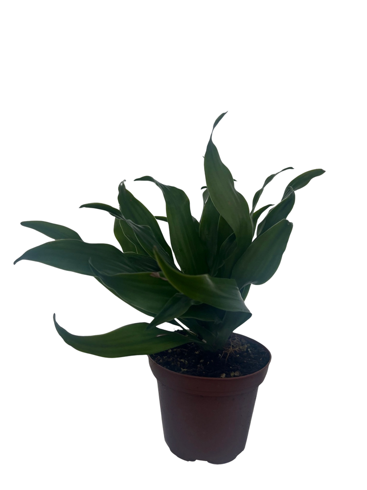 Janet Craig Dragon Tree - Dracaena fragrans - 3" Pot