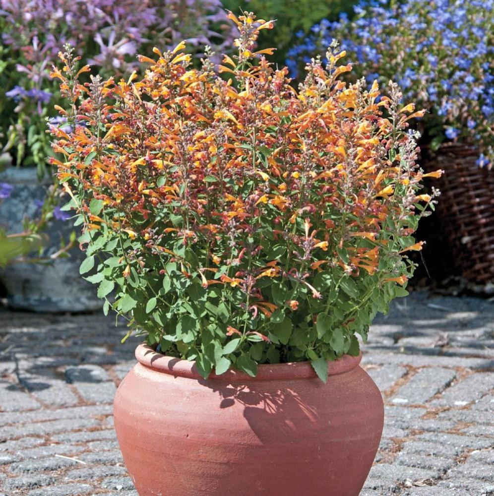 Arizona Sandstone Hummingbird Mint - Agastache - Anise Hyssop - Hardy - Quart Pot