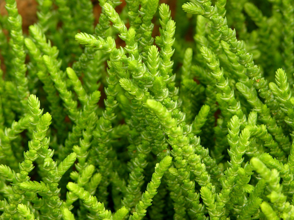Princess Pine Succulent Plant - Crassula muscosa - 2.5" Pot Princess Pine Succulent Plant - Crassula muscosa - 2.5" Pot