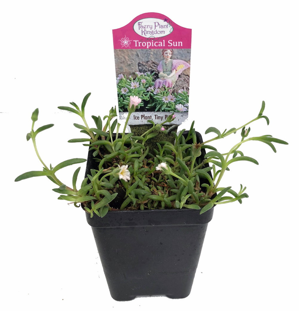 Tiny Pink Beaufort West Ice Plant-Sun Perennial/Fairy Garden-Delosperma-2.5" Pot
