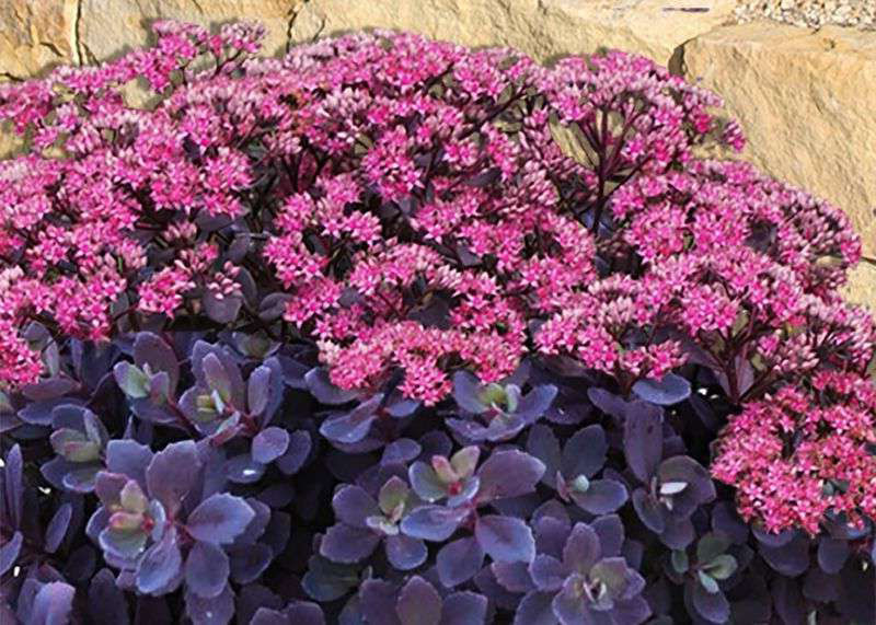 Sunsparkler® Plum Dazzled Sedum - Stonecrop - Live Plant - Quart Pot