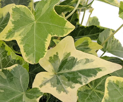 Gold Child English Ivy - Hardy Groundcover/House Plant -Sun/Shade-2 Pack 3" Pots