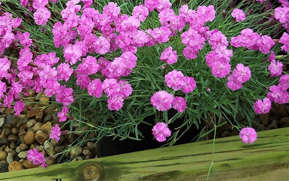 Tiny Rubies Dianthus - Fragrant/Hardy Groundcover - 2.5" Pot