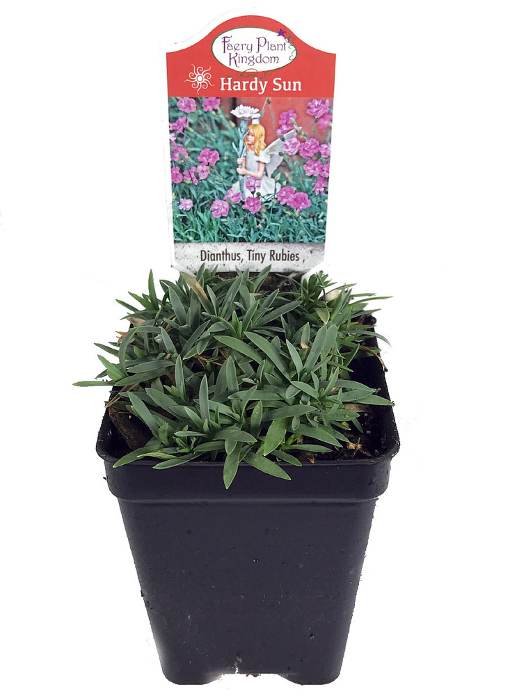 Tiny Rubies Dianthus - Fragrant/Hardy Groundcover - 2.5" Pot