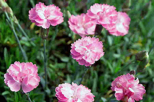 Tiny Rubies Dianthus - Fragrant/Hardy Groundcover - 2.5" Pot