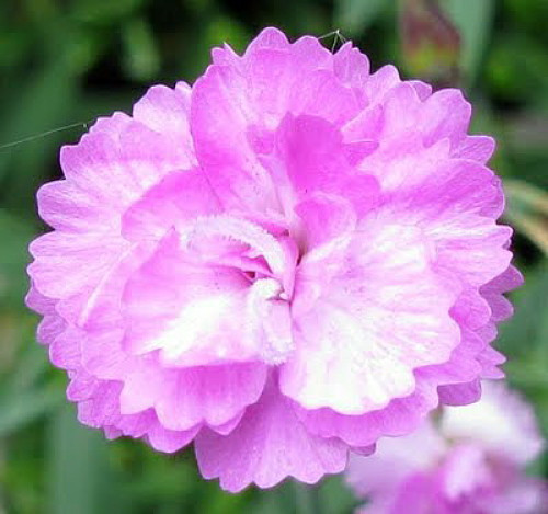 Tiny Rubies Dianthus - Fragrant/Hardy Groundcover - 2.5" Pot