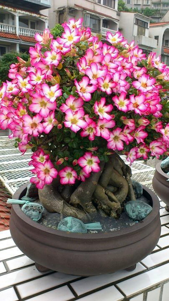 Desert Rose 'Adenium obesum