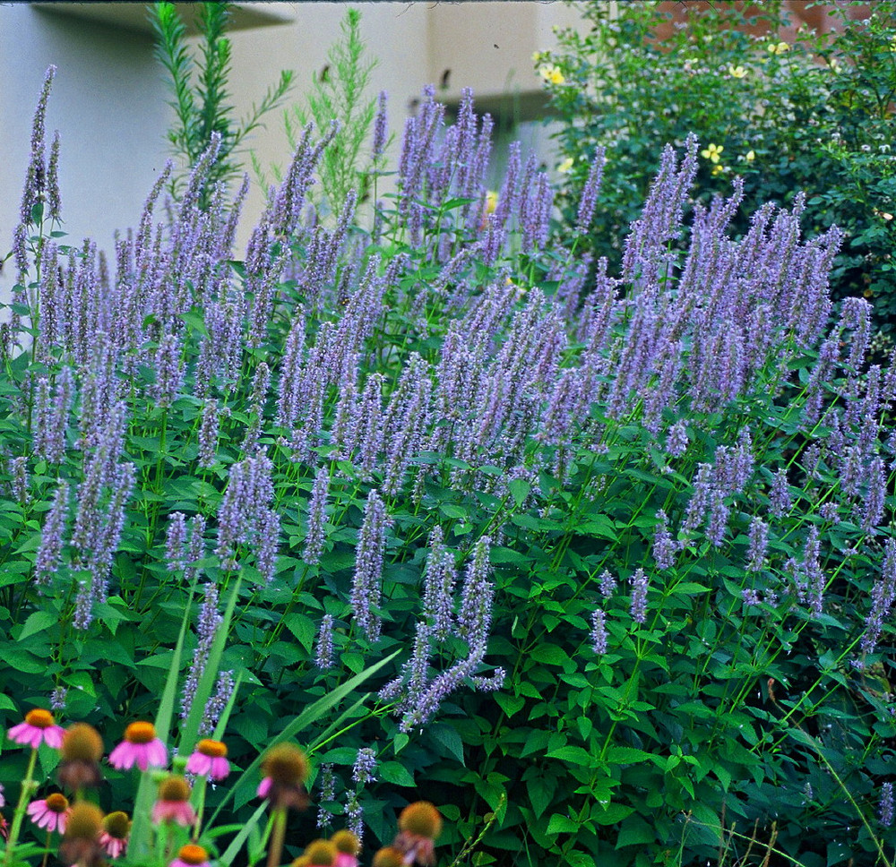Blue Fortune Hummingbird Mint Agastache Anise Hyssop Hardy
