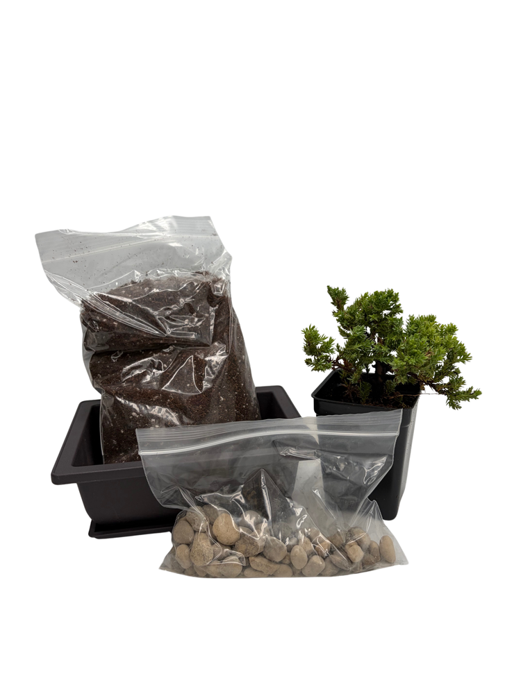 My First Bonsai Tree Kit plus Live Japanese Juniper Tree