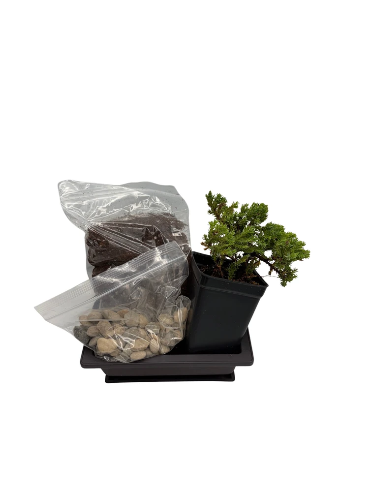 My First Bonsai Tree Kit plus Live Japanese Juniper Tree
