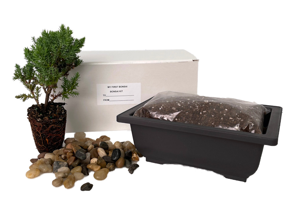 My First Bonsai Tree Kit Plus Live Japanese Juniper Tree Hirt S Gardens