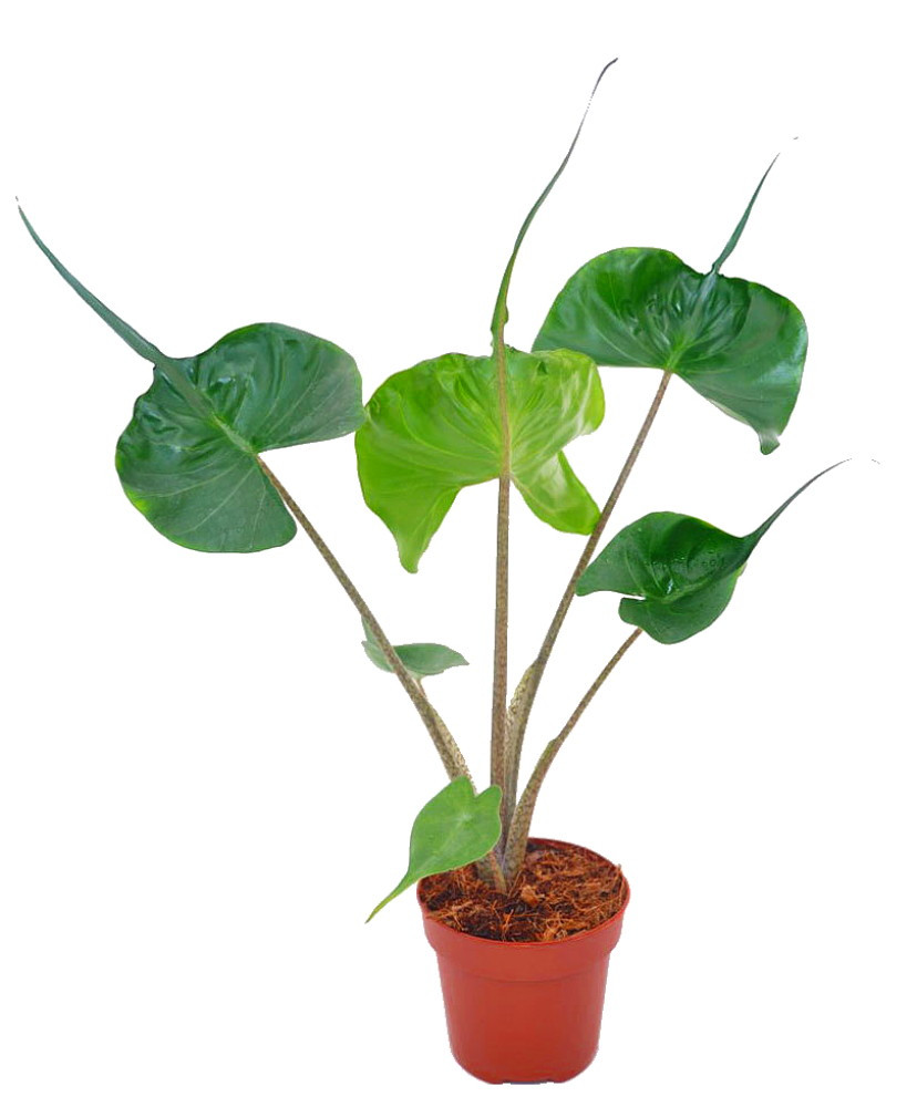 Rare Stingray Plant - Alocasia - Elephant Ears - Indoors or Out - 6" Pot