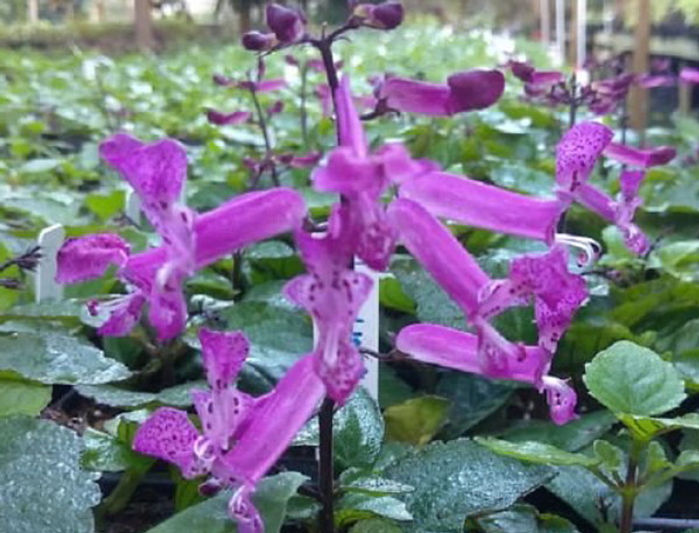 Red Swedish Ivy Plant Plectranthus Hilliardiae Red Indoors Out 2 5 Pot Hirt S Gardens