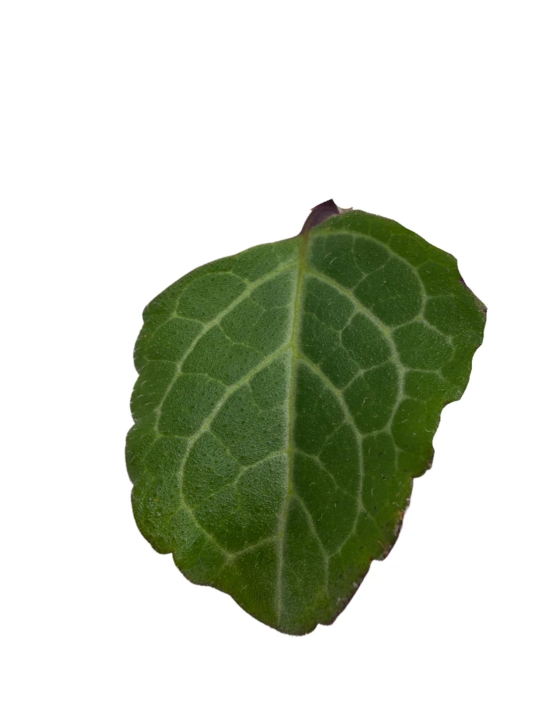 Emerald Lace Swedish Ivy Plant - Plectranthus oertendahlii - 2.5" Pot