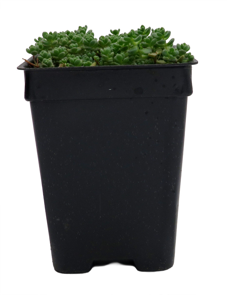 Love's Triangle Sedum - Stonecrop - Fairy Garden - 2.5" Pot